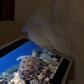 裏には何もいないよの画像