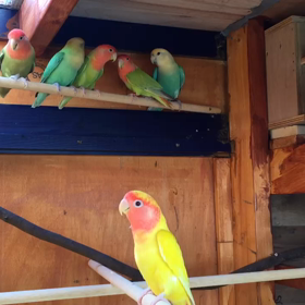 コザクラインココロニー飼育の画像