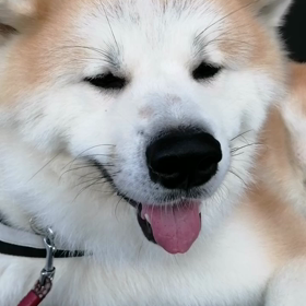 気分一新で張り切っている飼い主。そんなの関係無く、ダラダラが好きな未来丸。凸凹コンビの朝散歩でしの画像