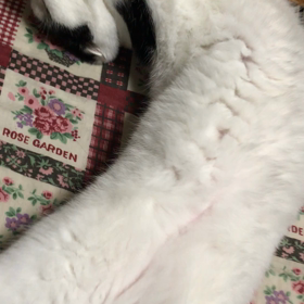 一応、寝起きの画像