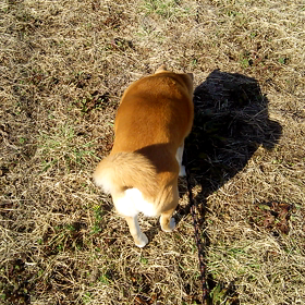 神様ワンコ3／11の画像