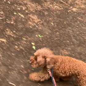 4月25日15わんこと1時間遠足  代々木公園の画像