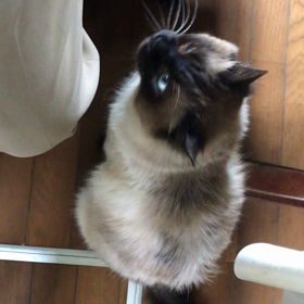 ポン太　夕飯をねだるの画像