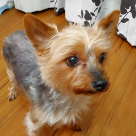 ２匹のお手の画像