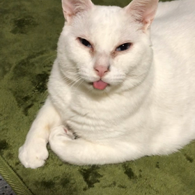 ひっこしましたの画像