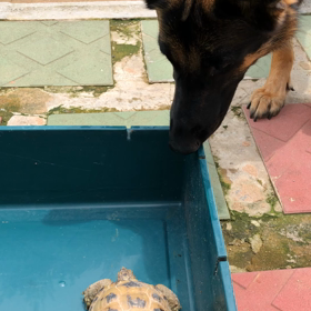 ガメラvsシェパードの画像