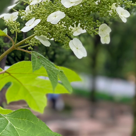 梅雨☔️の画像