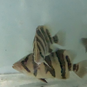 復調！！の画像