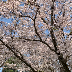 桜が見たい〜ご利用者様に近くの公園の桜をお届け〜の画像