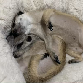 ミーアキャット Babyの画像