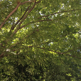 夏ですねの画像