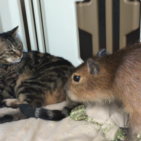 猫の毛をムシるカピバラの画像