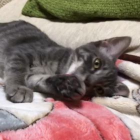 4回目のレボリューションの画像