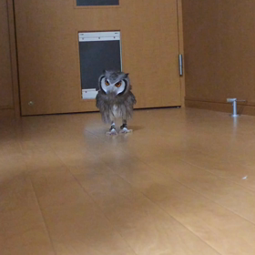 換羽期続行中の画像