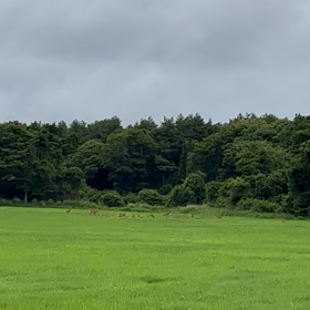 長野県川上村コウモリ対策の画像