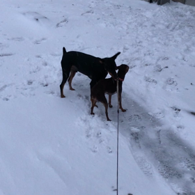 吹雪ですの画像