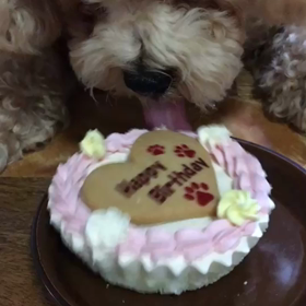 お祝いのケーキ٩( 'ω' )وの画像