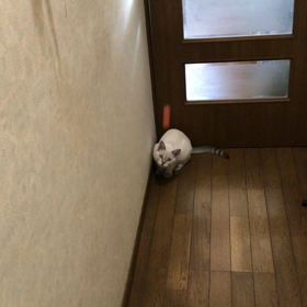 猫はどうかなの画像