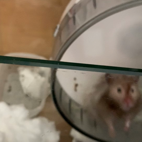 トリコモナス3日目の画像