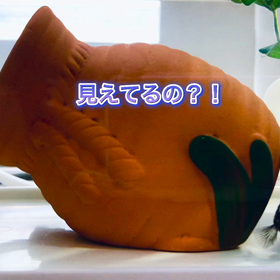 ナイト君の視力の画像