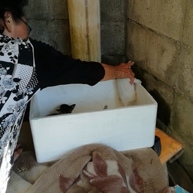 今年の子猫の画像