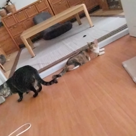 フリスビーにゃんこ((o(^∇^)o))の画像