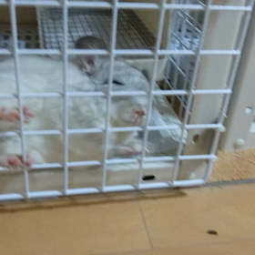 チンチラmofmofの画像