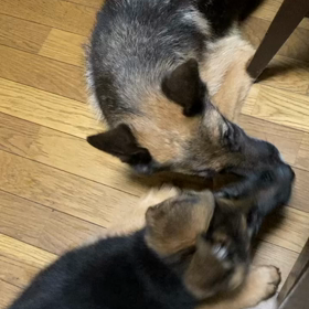 ほら、もっと！の画像