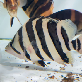 ご成約頂いた白虎 スマトラタイガー！！の画像
