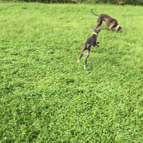 鹿児島のドッグラン、伊集院のHouse Village 犬とお出かけの画像