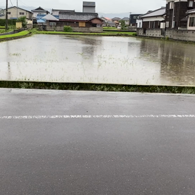 朝　賑やかやなぁと思ったら　。。。燕たちがの画像