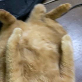 みーちゃんご飯食べてるかなあ　帰っておいでの画像