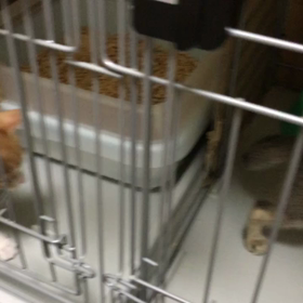 華音の手術報告の画像