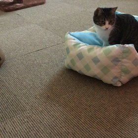 オモチャの画像