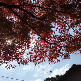 紅葉のコトの画像