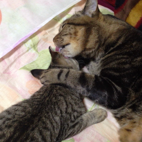 メロ、ジンタの桜耳をペロペロする。の画像