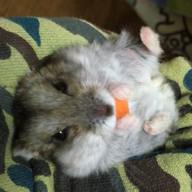 人参りんの画像