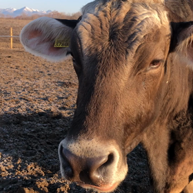 昨日の朝のカブキンちゃんの画像