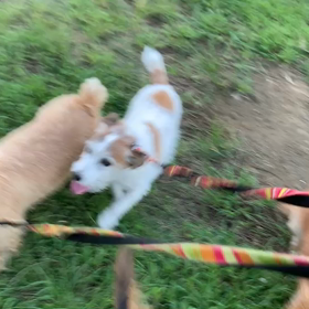 9月6日14わんこと1時間遠足  代々木公園の画像