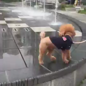 水を得たなんとやらの画像