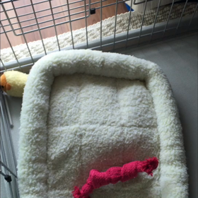 かくれんぼの画像