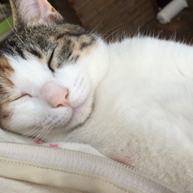 にゃんにゃんฅ•ω•ฅの画像