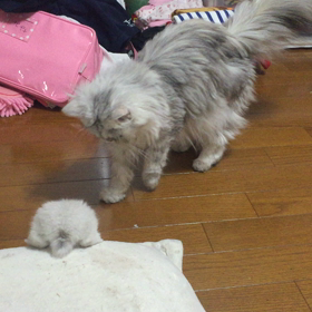 べた慣れの画像