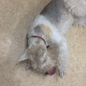 はなまるちゃんの画像