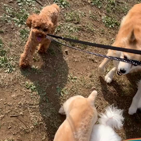 3月22日12わんこと3時間遠足　　代々木公園の画像