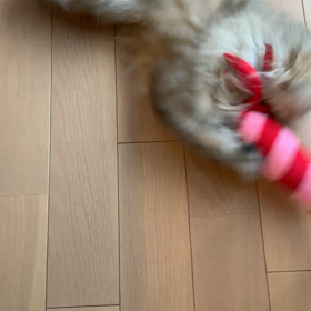 本日の　むーちゃんの画像