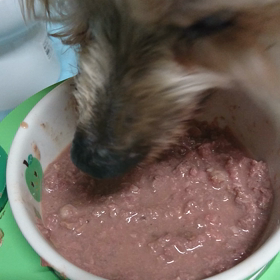 ご長寿犬がガツガツ食べた！の画像