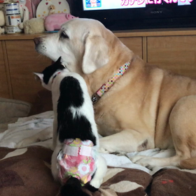 よもちゃん、好き好きにゃの画像