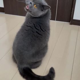 小鉄は敏感の画像