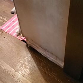 イタズラ大好きですの画像